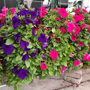 Bild von Wandhangers Petunia